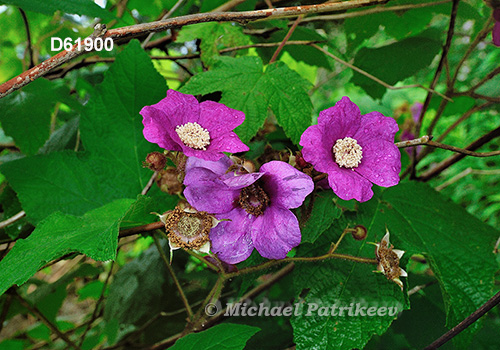 Purple-flowering Raspberry (Rubus odoratus)